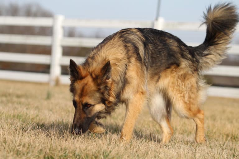 Read more about the article 8 Of The Best Detection Dog Breeds
