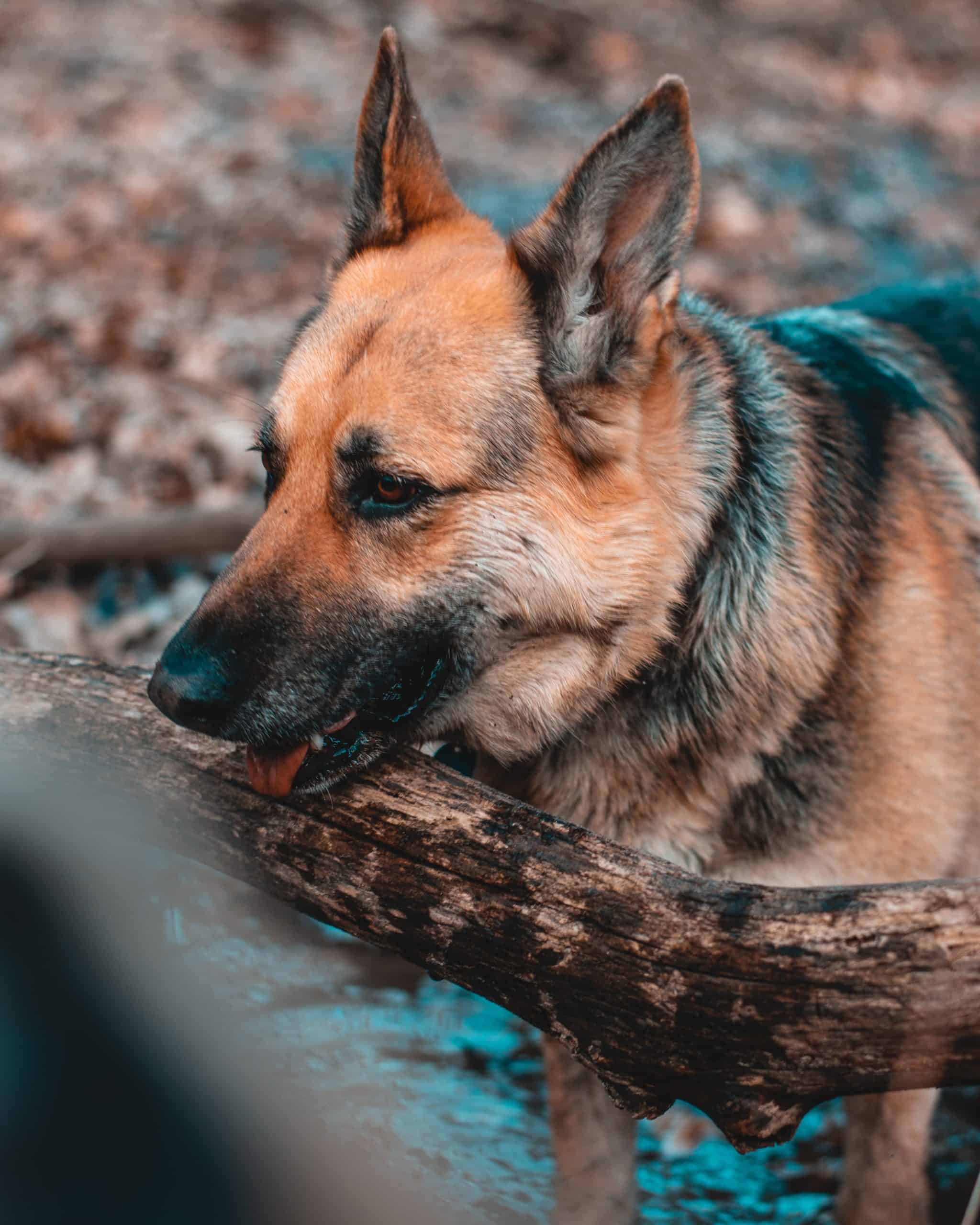 8 Of The Best Detection Dog Breeds | Black Hills K9