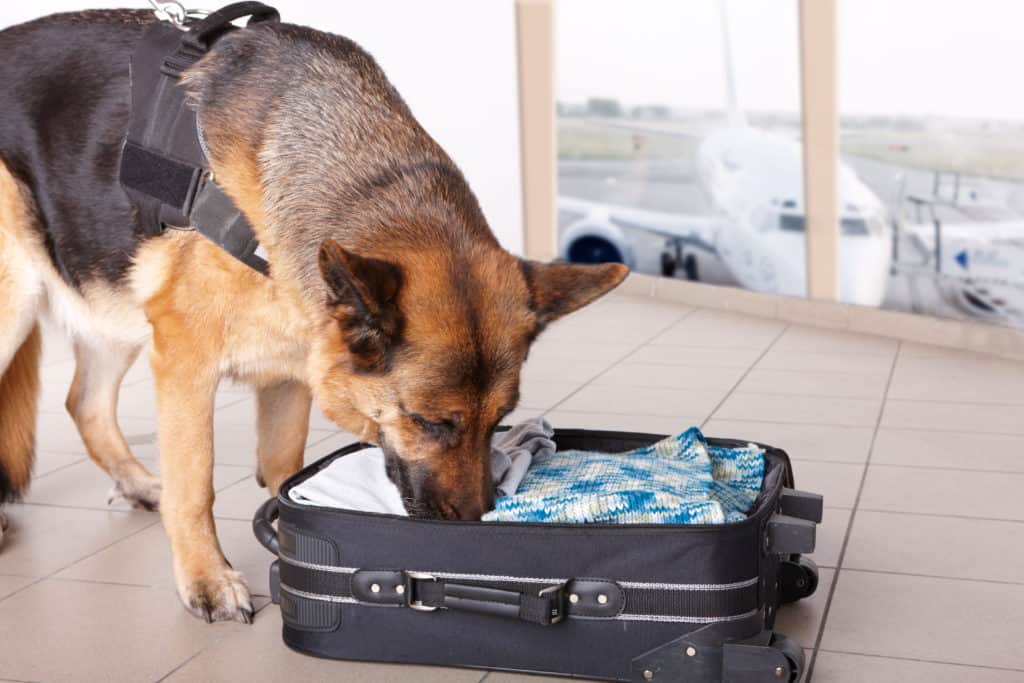 narcotics detection dog checking suitcase