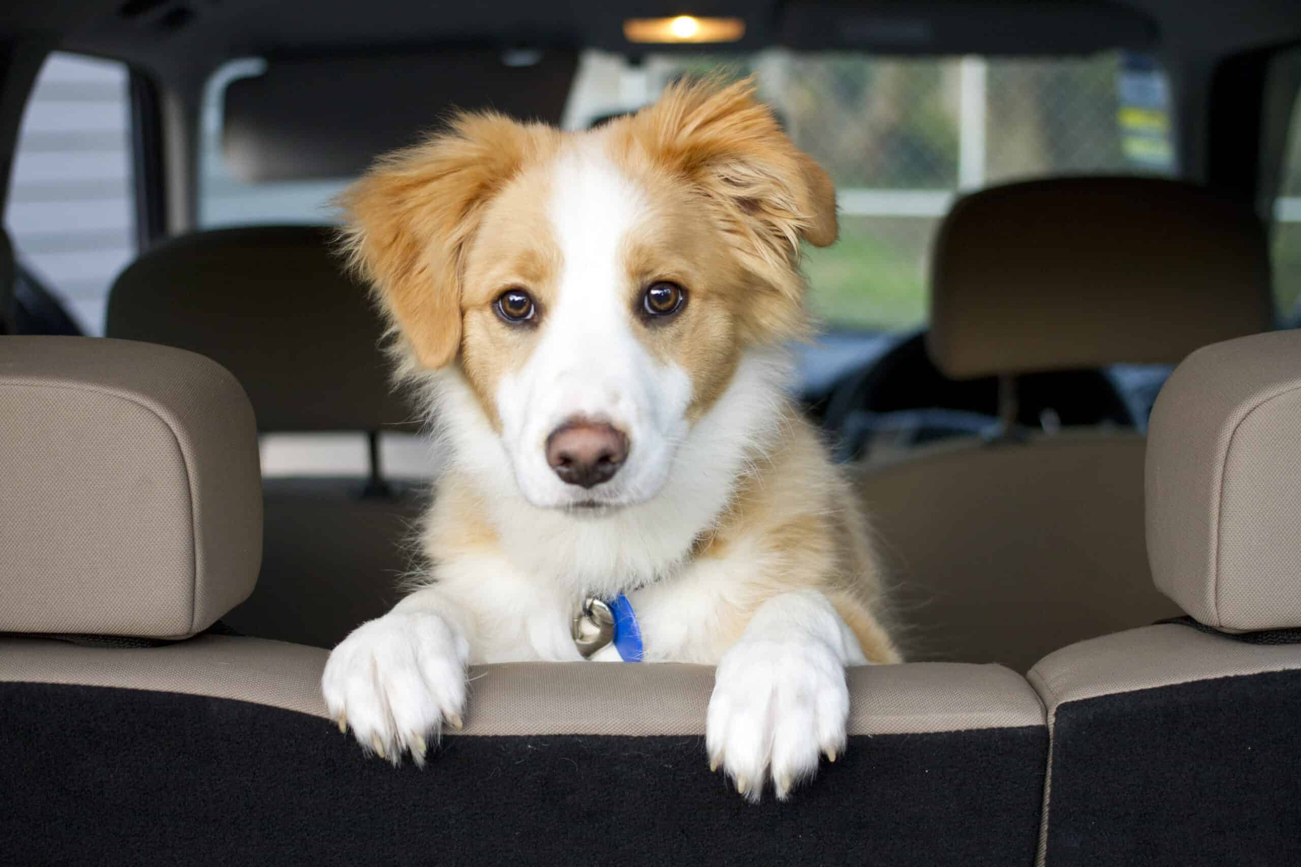 Read more about the article How To Travel Safely With Your Dog