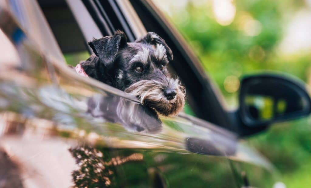 dog leaning out of car