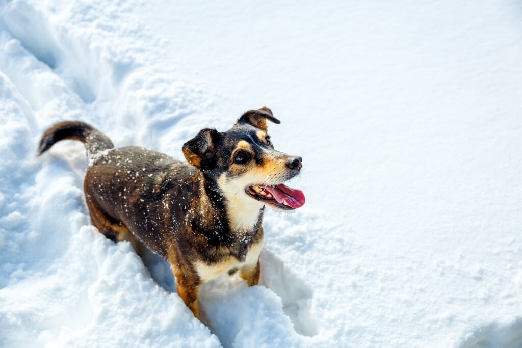 dog in snow