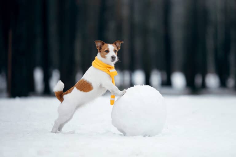 Read more about the article Best Practices For Your Dog In Winter Weather