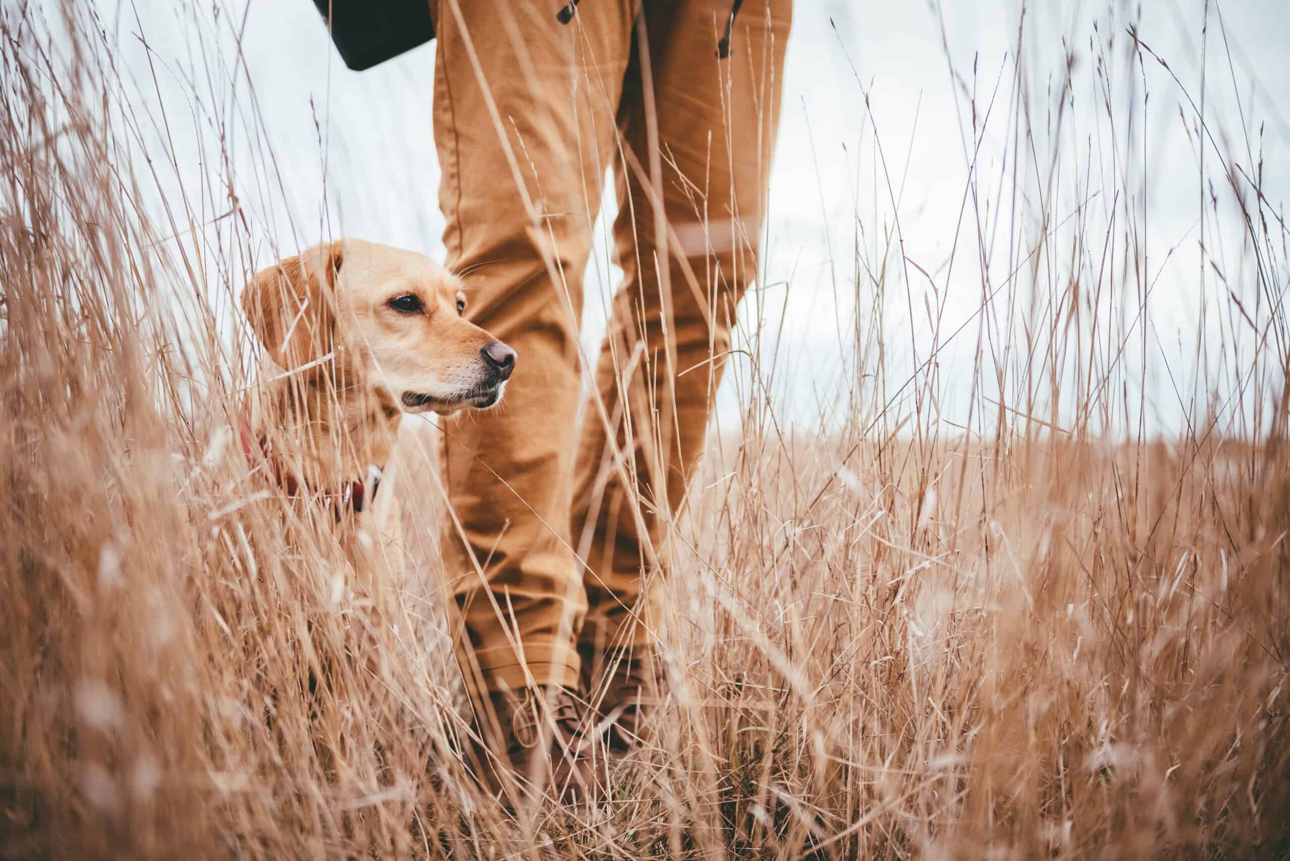 Read more about the article What Are Conservation Detection Dogs, And What Can They Do?