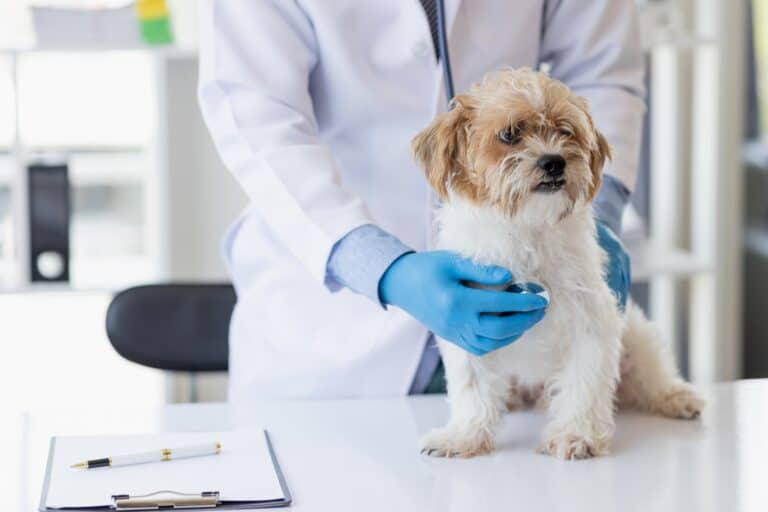 Read more about the article Preparing Your Dog To Visit The Veterinarian